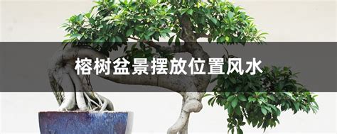 榕樹盆栽風水|榕树盆景风水详解（摆放位置、作用、风水禁忌）